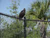 fence vulture.jpg (147596 bytes)